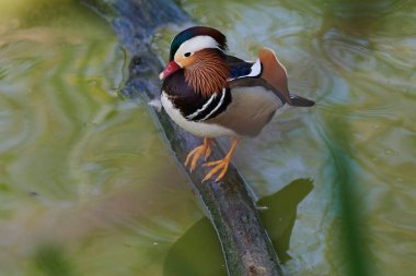 Gölette açık kanatlı ördek. Ördek göletin üzerinde uçuyor. Açık kanatlı ördek. Vahşi ördek. Vahşi Hayvan