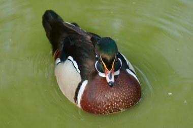 Gölette açık kanatlı ördek. Ördek göletin üzerinde uçuyor. Açık kanatlı ördek. Vahşi ördek. Vahşi Hayvan