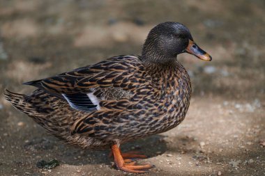Gölette açık kanatlı ördek. Ördek göletin üzerinde uçuyor. Açık kanatlı ördek. Vahşi ördek. Vahşi Hayvan