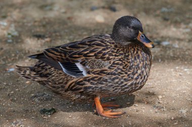 Gölette açık kanatlı ördek. Ördek göletin üzerinde uçuyor. Açık kanatlı ördek. Vahşi ördek. Vahşi Hayvan