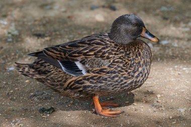 Gölette açık kanatlı ördek. Ördek göletin üzerinde uçuyor. Açık kanatlı ördek. Vahşi ördek. Vahşi Hayvan