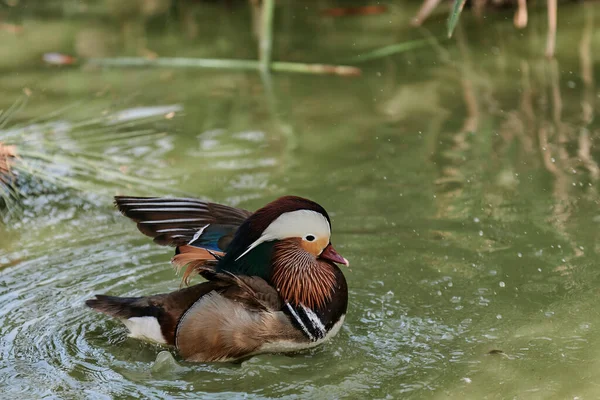 Gölette açık kanatlı ördek. Ördek göletin üzerinde uçuyor. Açık kanatlı ördek. Vahşi ördek. Vahşi Hayvan