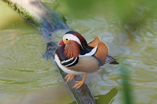 Gölette açık kanatlı ördek. Ördek göletin üzerinde uçuyor. Açık kanatlı ördek. Vahşi ördek. Vahşi Hayvan