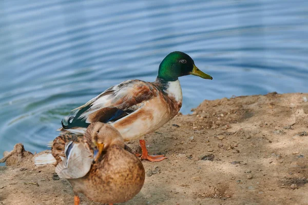 Gölette açık kanatlı ördek. Ördek göletin üzerinde uçuyor. Açık kanatlı ördek. Vahşi ördek. Vahşi Hayvan