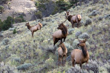 Geyik veya Wapiti (Cervus canadensis)
