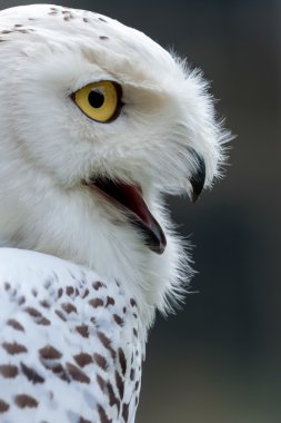 Kar Baykuşu (Bubo scandiacus)