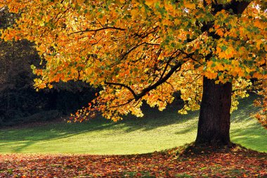 Doğu Grinstead 'deki Lale Ağacı (Liriodendron tulipiferain)