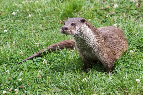 Fischotter auf dem Trockenen — Stockfoto