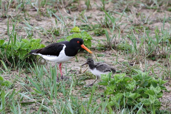 Oystercatcher (haematopus ostralegus) with chick — Stock Photo, Image