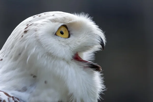 Sněžná sova (Bubo scandiacus) — Stock fotografie