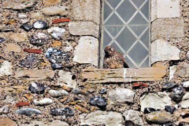 Donmuş Kerkenez Şiddetli Rüzgardan Korunma