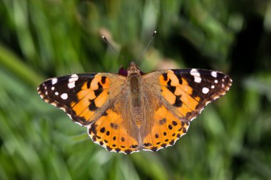 Close-Up painted lady (vanessa cardui) kelebek