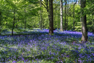 Staffhurst Ormanı 'nda çançiçekleri Oxted Surrey yakınlarında.