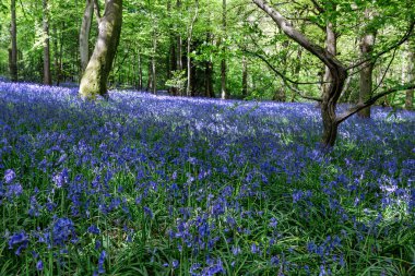 Staffhurst Ormanı 'nda çançiçekleri Oxted Surrey yakınlarında.