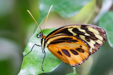 büyük kaplan kelebek (lycorea cleobaea)