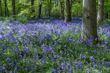 Staffhurst Ormanı 'nda çançiçekleri Oxted Surrey yakınlarında.