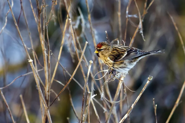 Redpoll comune (carduelis flammea) che si nutre di semi vegetali — Foto Stock