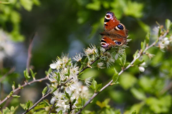 European Peacock butterfly — Stock Photo, Image