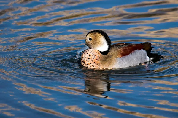 Fulvous Whistling Duck (Dendrocygna bicolor)) — стоковое фото