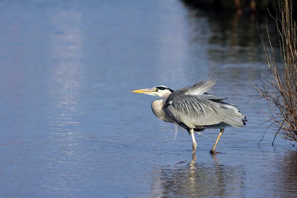 Garza Gris (Ardea cinerea) caminando en el agua — Foto de Stock