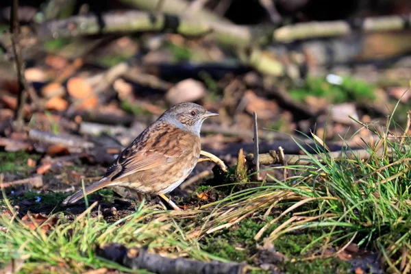 Hedge Accentor on the canopy floor — Stock Photo, Image