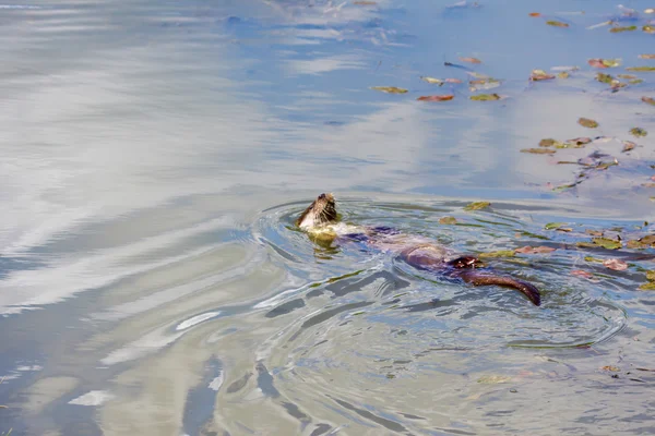 Otter eurasiatica (Lutra lutra) in habitat naturale — Foto Stock