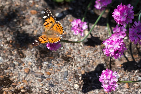 Close-up de uma senhora pintada (Vanessa cardui) borboleta — Fotografia de Stock
