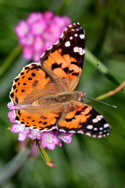 Close-Up painted lady (vanessa cardui) kelebek — Stok fotoğraf