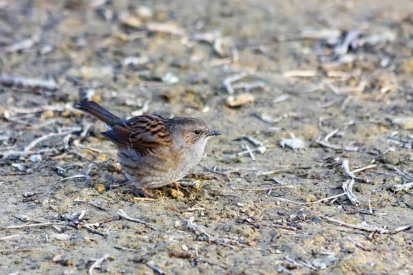 Chupado Dunnock — Fotografia de Stock