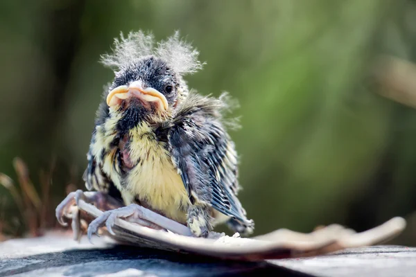 Blue Tit (cyanistes caeruleus) fledgling — Stock Photo, Image