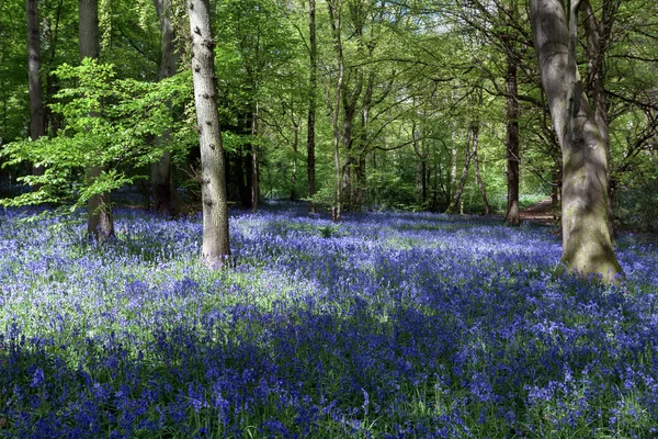 Bluebells in Staffhurst Woods in der Nähe von Oxted Surrey — Stockfoto