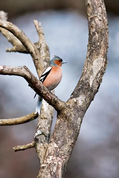 Pinson perché sur une branche — Photo