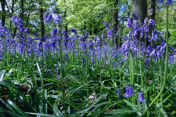Bluebells em Staffhurst Woods perto de Oxted Surrey — Fotografia de Stock