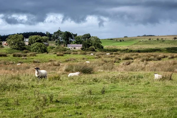 Cumbrian Fårfarm — Stockfoto
