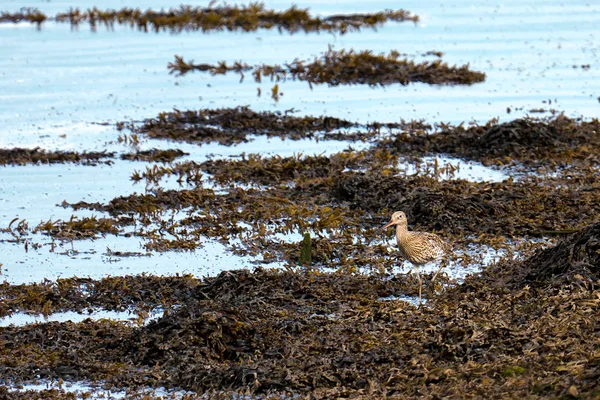 Curlew caminando a lo largo del río Coquet —  Fotos de Stock