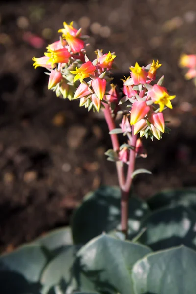 Echeveria plantas suculentas flores — Foto de Stock