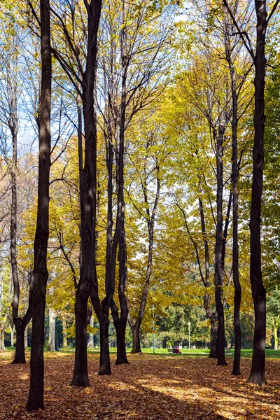 Jesienne kolory w parco di monza Włochy — Zdjęcie stockowe