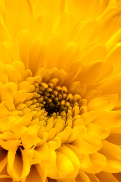 Gros plan d'un chrysanthème jaune — Photo