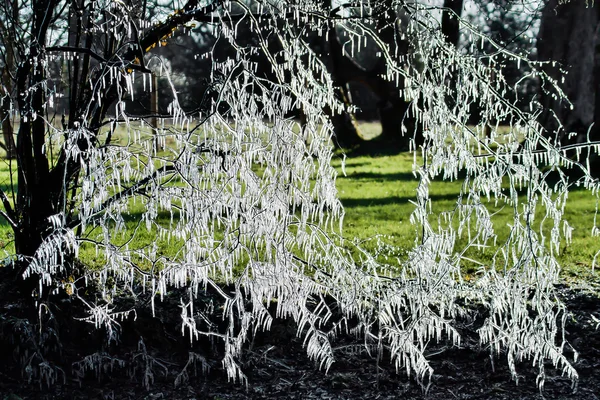 Icicle tree — Stock Photo, Image