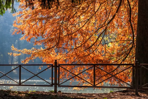 Escena de otoño en el lago del Parco di Monza Italia —  Fotos de Stock