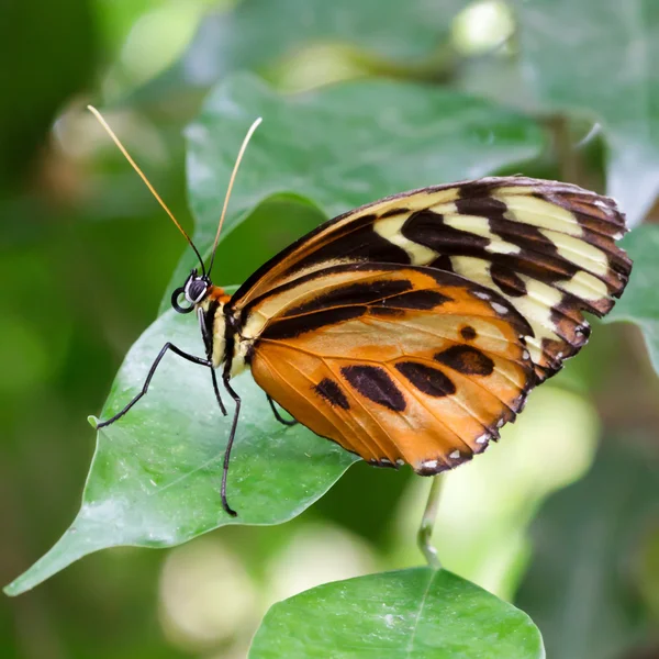 Large Tiger Butterfly (lycorea cleobaea) — Stock Photo, Image