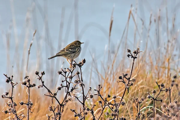 Meadow Pipit — Stock Photo, Image