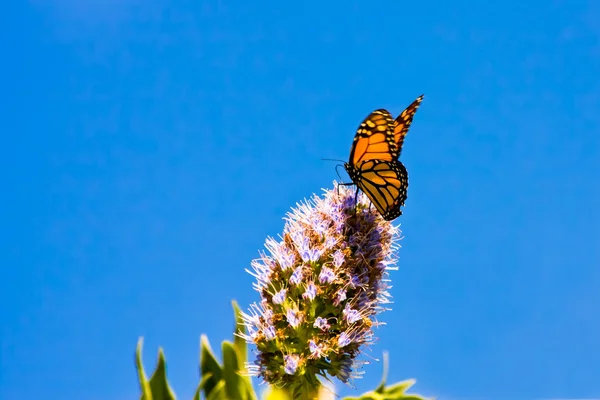 Kral Kelebeği (danaus plexippus)) — Stok fotoğraf