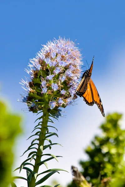 Mariposa monarca (danaus plexippus) —  Fotos de Stock