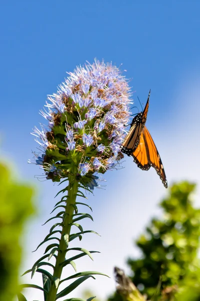 Császári lepke (danaus plexippus)) — Stock Fotó