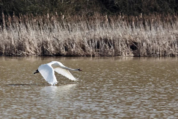 Mute Swan (cygnus olor) taking off — Stock Photo, Image