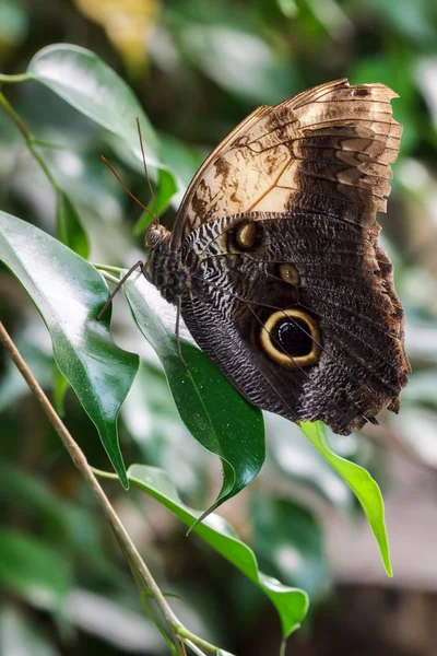 Owl Butterfly (caligo memnon) — Stock Photo, Image