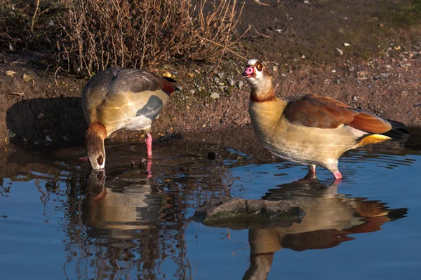 Egyptian Geese (alopochen aegyptiacus) Royalty Free Stock Photos