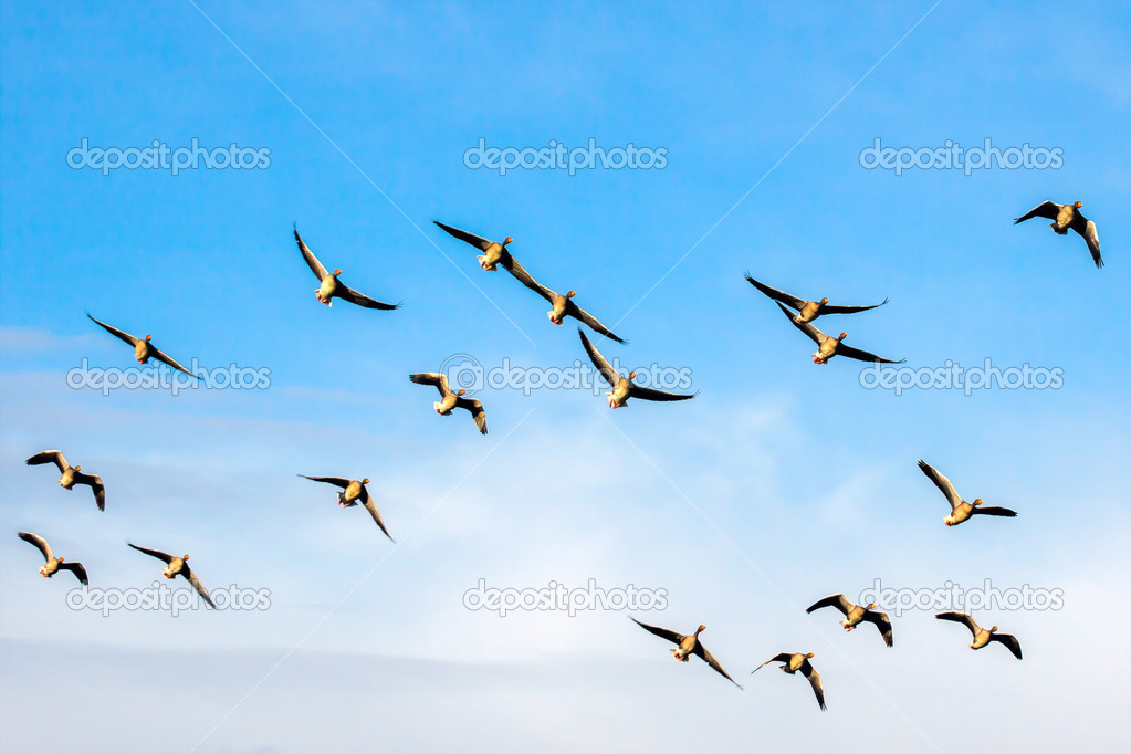 Greylag Geese (anser anser) flying over marshes in Essex