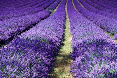 Banstead Surrey 'deki lavanta tarlası